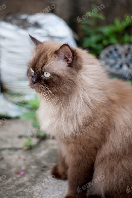 Preview: Persian cat eating favorite cat grass on concrete floor