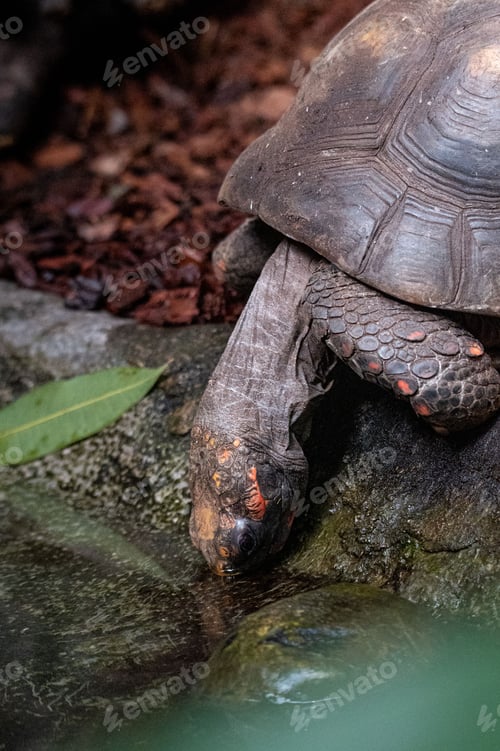 Preview: Vertical shot of a red-footed tortoise drinking water.