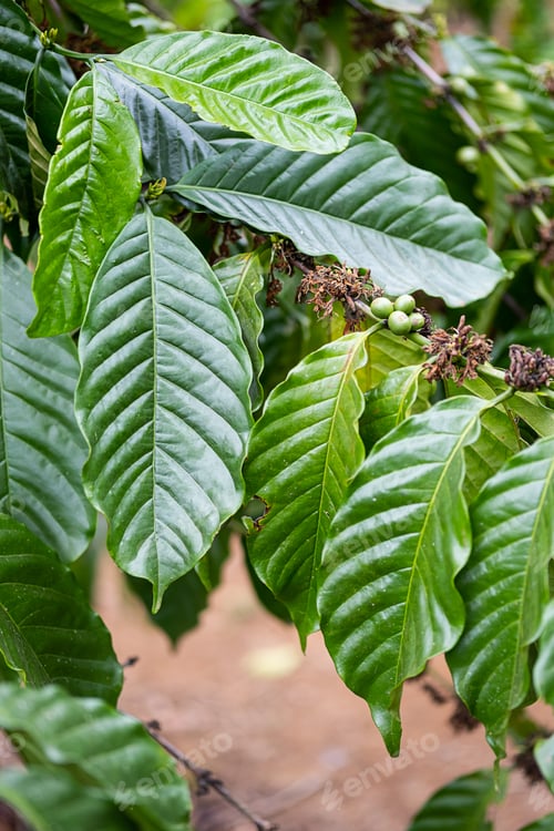 Preview: Coffee beans on coffee trees plantation, close up. Organic coffee berries in tropical garden.