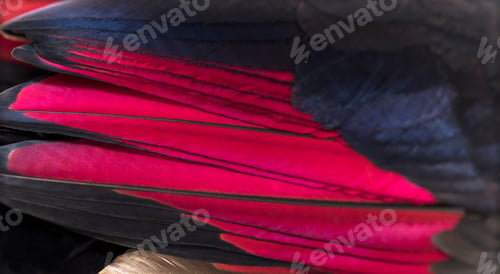 Preview: Close up of White-crested turacos, Tauraco leucolophus, wing