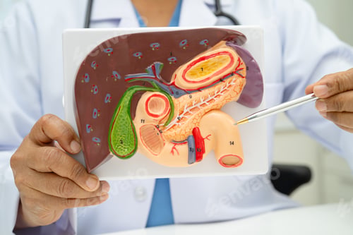 Preview: Liver with gallbladder, pancreas spleen and duodenum,