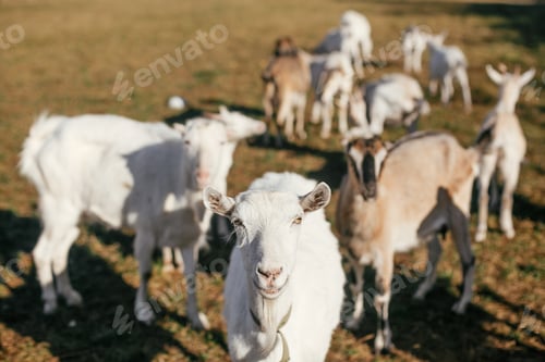 Preview: Sweet goats with funny beards on background of other goats grazing