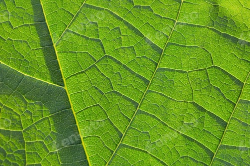 Preview: Green leaf closeup