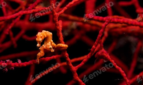 Preview: A Magical and Creative Indonesia underwater pictures