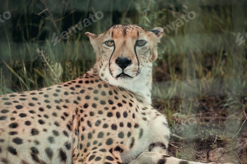 Preview: close up view of beautiful cheetah animal resting on green grass at zoo