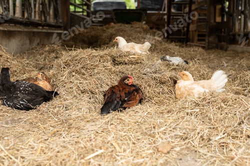 Preview: Chickens resting on hay inside a rustic barn
