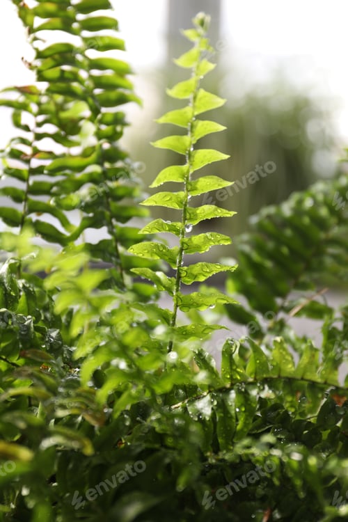 Preview: Beautiful Nephrolepis plant with water drops indoors, closeup