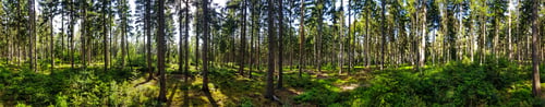 Preview: Beautiful view of a forest with trees on a sunny day