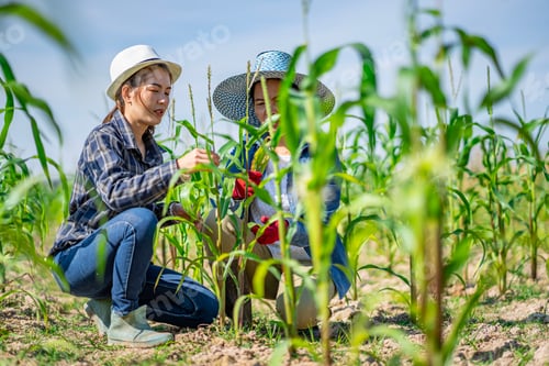 Visualização: Uma agricultora asiática na Tailândia coleta berinjelas cultivadas no jardim para alimentação e venda.