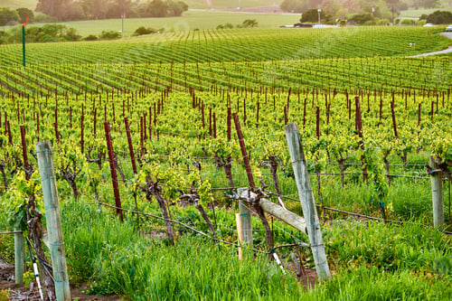 Preview: Vineyards at sunset in California, USA
