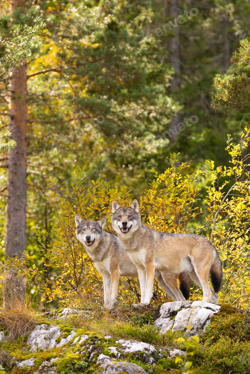 Preview: Two wolves standing alert in sunlit Scandinavian forest with mossy rocks and autumn foliage