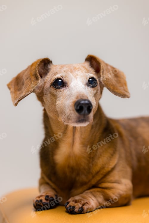 Preview: Cute adorable dachshund dog in brown color
