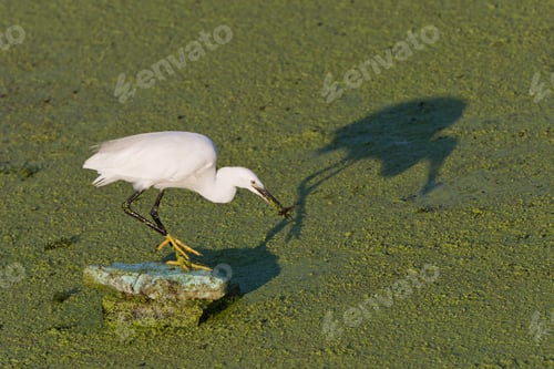 Preview: Little egret (Egretta garzetta)