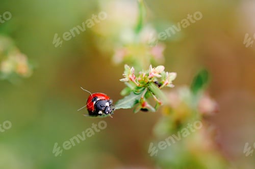 Preview: Green grass with ladybug. Beautiful nature background with morning fresh grass and ladybug.