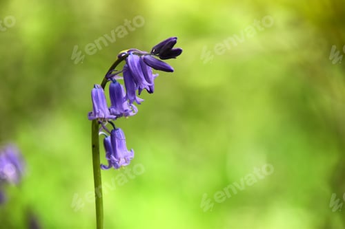 Preview: single bluebell flower and green bokeh background