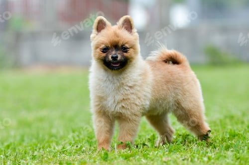 Preview: Shallow focus of a cute fluffy pomeranian spitz dog posing in the park on the grass
