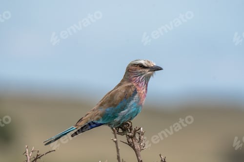 Preview: lilac-breasted roller