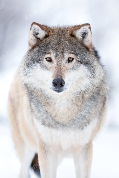 Preview: Eurasian wolf on field with snow during winter