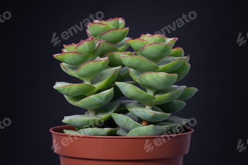 Preview: Beautiful group of crassula perforata in red pot isolated on black background
