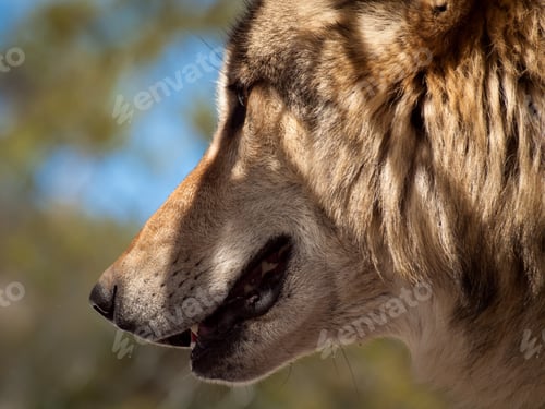 Preview: Wolf