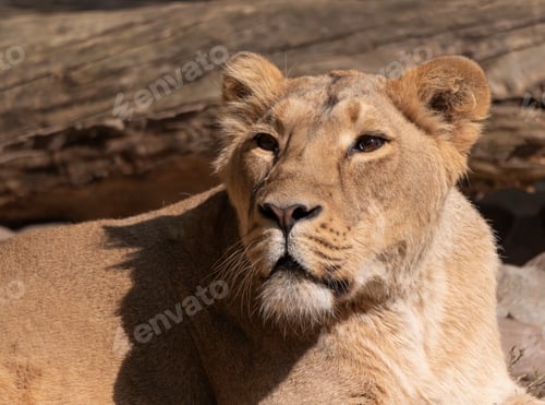 Preview: Portrait Lioness Basking In The Warm Sun After Dinner.