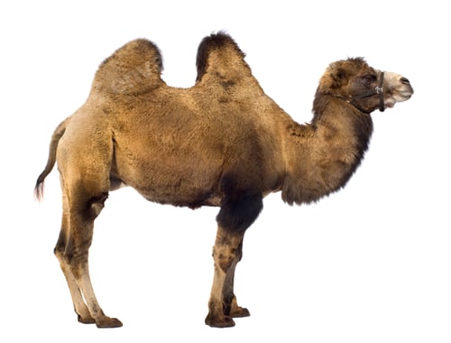 Preview: camel