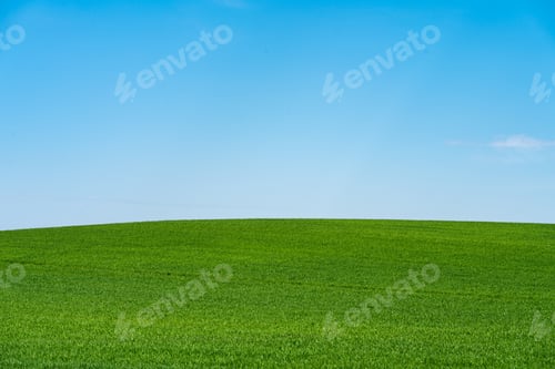 Preview: Field Of Green Fresh Grass Under Blue Sky