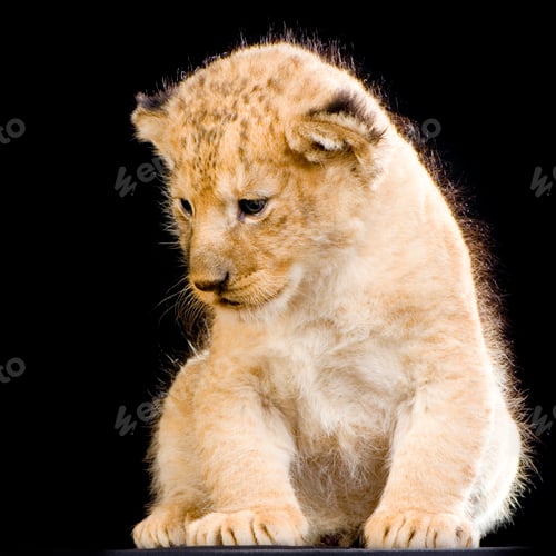 Preview: Lion Cub sitting