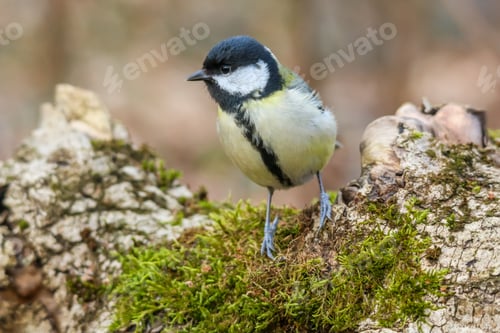 Preview: Closeup of a robin (Erithacus rubecula) on a tree trunk against a blurred background