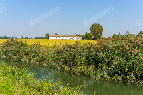 Preview: Landscape along the canal of Bereguardo at summer
