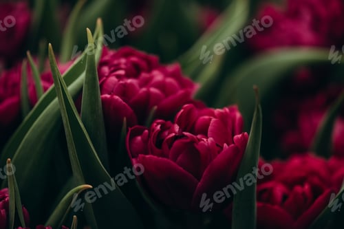 Preview: Bright spring flowers tulips. Women's Day. Mothers Day. Celebration.