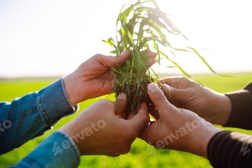 Preview: Farmers discuss agricultural issues on young wheat in the field. Agriculture, ecology concept.