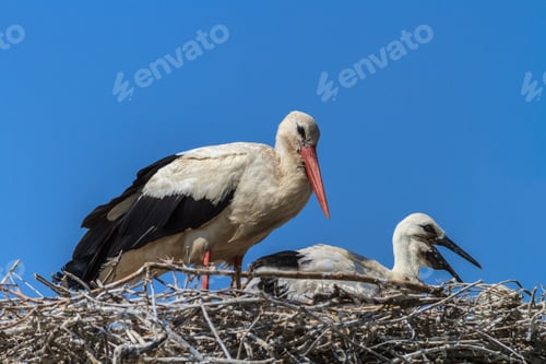 Preview: white storks