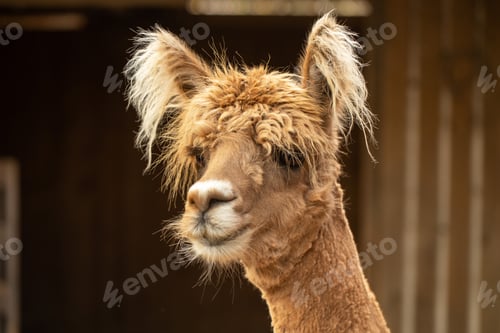 Preview: A close-up of a charming llama with fluffy ears and soft brown fur