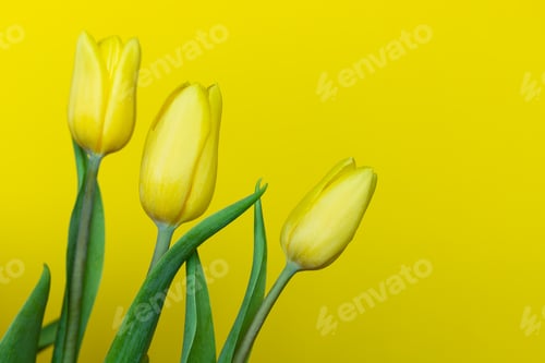 Preview: Three tulips on yellow background with copy space. Bouquet of spring flowers