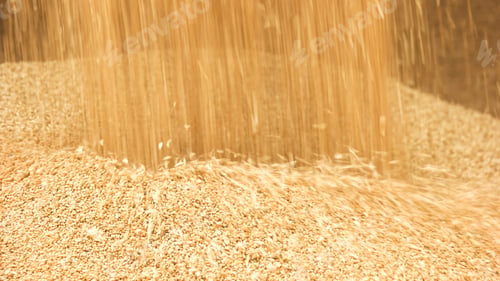 Preview: Unloading grain in a pile.