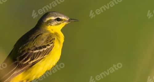 Preview: Western Yellow Wagtail, evening, a bird sits on a stalk of reed near the river