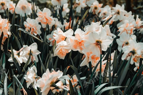 Preview: Full frame of white pink daffodils on a meadow. The concept of nature blooming.
