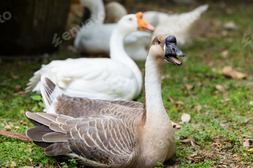 Preview: Gooses in the farm garden