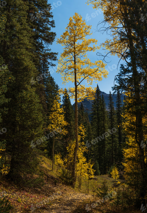 Preview: Aspen tree with yellow leaves in autumn