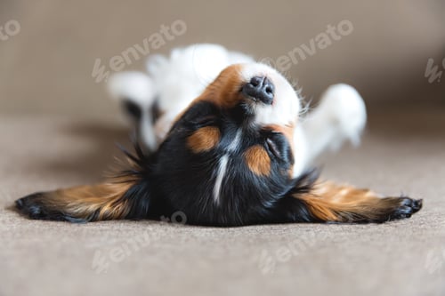 Preview: Puppy