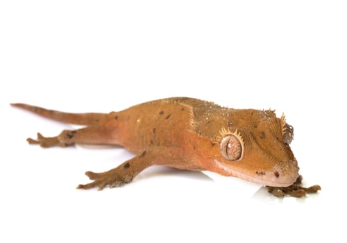 Preview: Crested gecko in studio