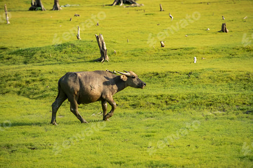 Preview: Buffalo grazing on green grassland