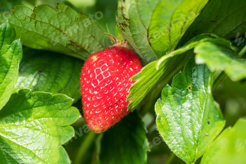 Preview: Strawberry field