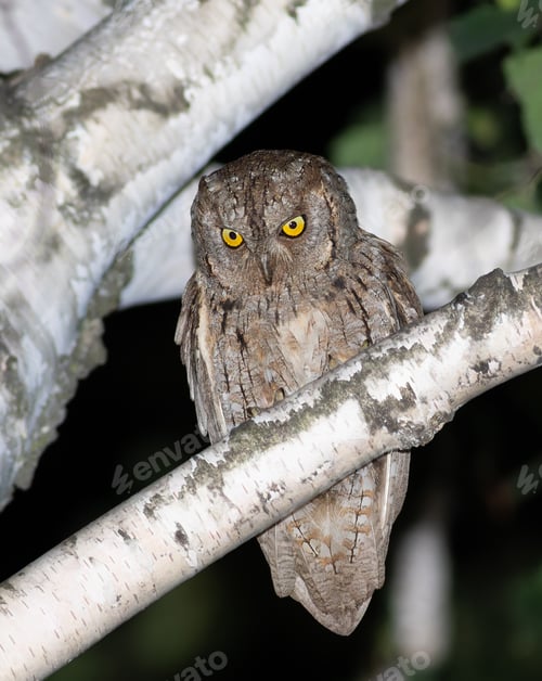 Preview: European Scops Owl (Otus scops) Sitting on a Branch
