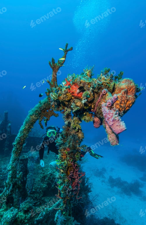 Preview: Diver exploring vibrant coral reef