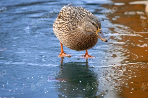 Preview: Mallard Duck on Frozen Pond