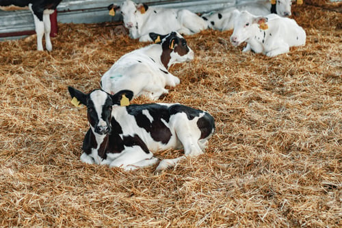 Preview: Young bull calf in a stall on a farm
