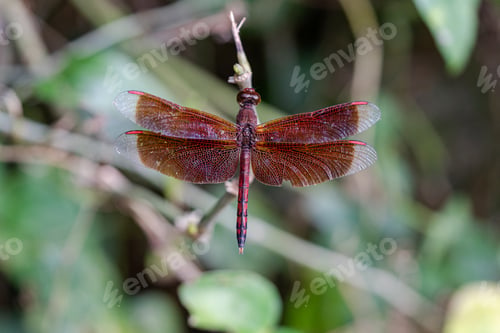 Preview: Close-up of a red colored dragon fly sitting on a branch in Bali, Indonesia