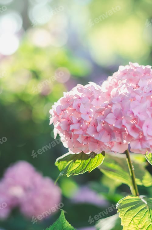 Preview: Pale pink heart shaped hydrogea flower.